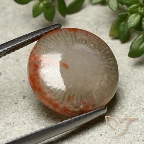 Corail Multicolore naturelle Tour, 7.80 ct, Opaque
