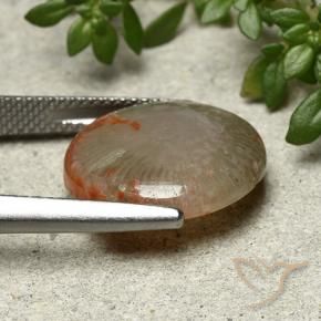 Corail Multicolore naturelle Tour, 7.80 ct, Opaque