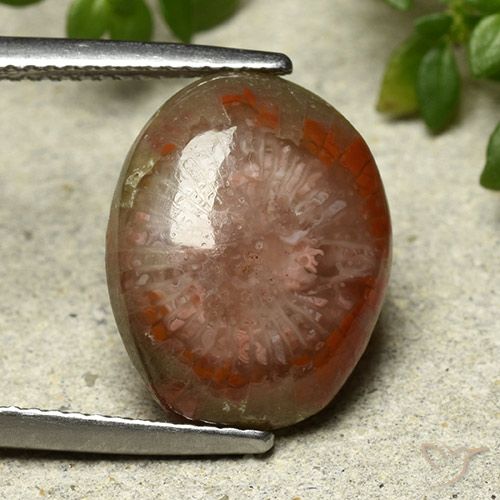 7.03ct Naturel Multicolore Corail, ovale, Opaque