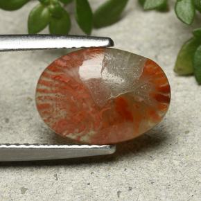 Corail Multicolore naturelle Coupe ovale, 2.54 ct, Translucide