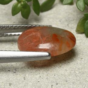 Corail Multicolore naturelle Coupe ovale, 2.54 ct, Translucide