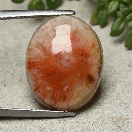 13.21ct Naturel Multicolore Corail, ovale, Opaque