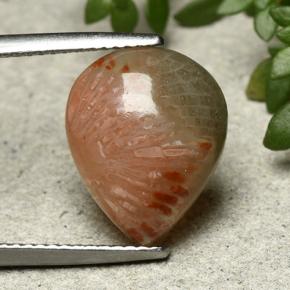 Corail Multicolore naturelle En forme de poire, 5.26 ct, Translucide