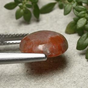 Corail multicolore naturelle coupe roude, 4,21 ct, translucide