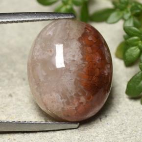 Corail Multicolore naturelle Coupe ovale, 12.54 ct, Translucide