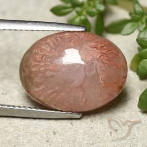 Corail Multicolore naturelle ovale, 9.24 ct, Translucide