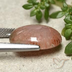 Corail Multicolore naturelle ovale, 9.24 ct, Translucide