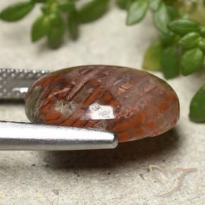 Corail Multicolore naturelle ovale, 7.28 ct, Translucide
