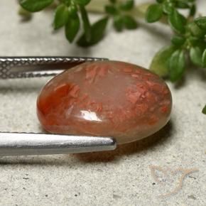 Corail Multicolore naturelle ovale, 6.66 ct, Translucide