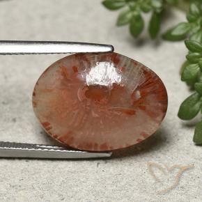 Corail Multicolore naturelle ovale, 10.04 ct, Translucide