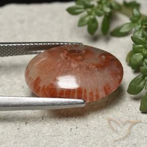 Corail Multicolore naturelle ovale, 10.04 ct, Translucide
