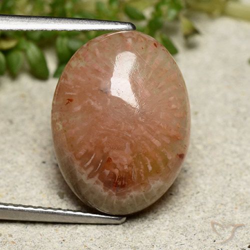 7.64ct Naturel Multicolore Corail, ovale, Translucide