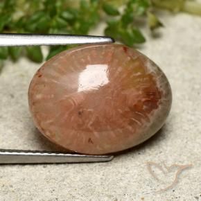 Corail Multicolore naturelle ovale, 7.64 ct, Translucide