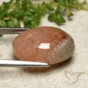 Corail Multicolore naturelle ovale, 7.64 ct, Translucide