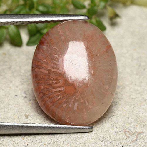 6.97ct Naturel Multicolore Corail, ovale, Translucide
