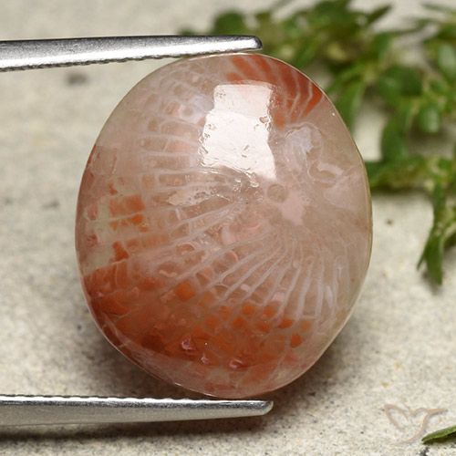 7.31ct Naturel Multicolore Corail, ovale, Translucide