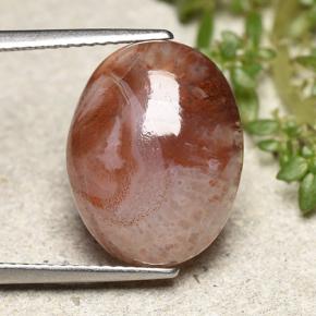 Corail Multicolore naturelle Coupe ovale, 6.86 ct, Translucide