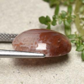 Corail Multicolore naturelle Coupe ovale, 6.86 ct, Translucide