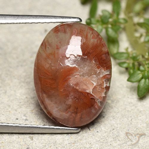 5.98ct Naturel Multicolore Corail, ovale, Translucide