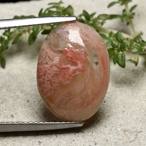 7.30ct Naturel Multicolore Corail, ovale, Translucide