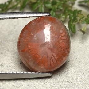 Corail multicolore naturelle forme fantaisie, 7,61 ct, translucide