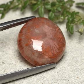 Corail multicolore naturelle forme fantaisie, 7,61 ct, translucide