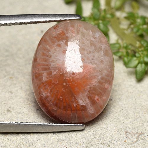 10.15ct Naturel Multicolore Corail, ovale, Translucide