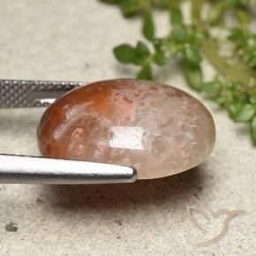 Corail Multicolore naturelle ovale, 10.15 ct, Translucide