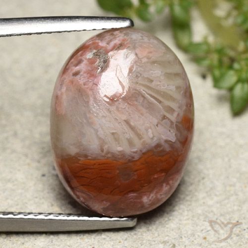 8.65ct Naturel Multicolore Corail, ovale, Opaque