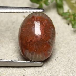 Corail Multicolore naturelle Coupe ovale, 4.83 ct, Opaque