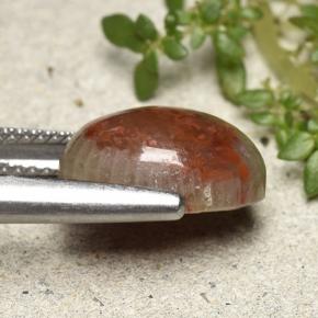 Corail Multicolore naturelle Coupe ovale, 4.83 ct, Opaque