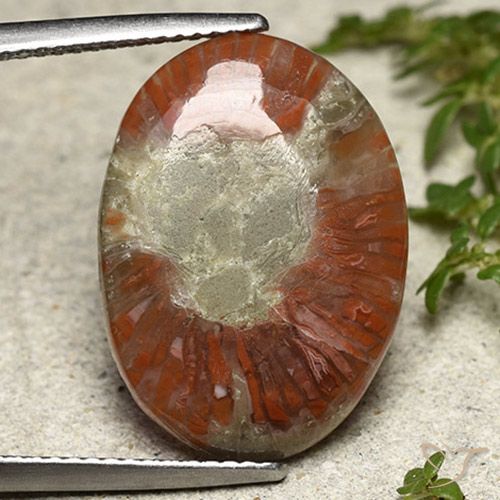 8.01ct Naturel Multicolore Corail, ovale, Translucide