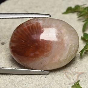Corail Multicolore naturelle ovale, 14.47 ct, Translucide