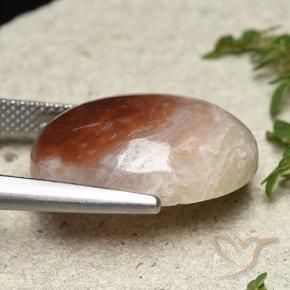 Corail Multicolore naturelle ovale, 14.47 ct, Translucide