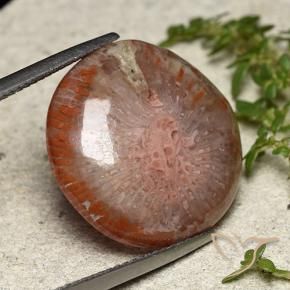 Corail Multicolore naturelle Tour, 14.05 ct, Translucide