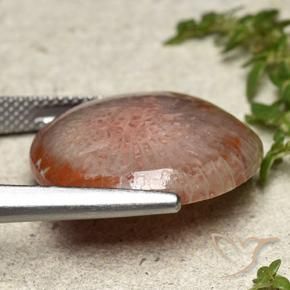 Corail Multicolore naturelle Tour, 14.05 ct, Translucide