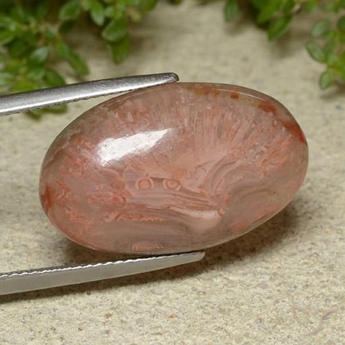 Corail Multicolore naturelle ovale, 14.86 ct, Translucide