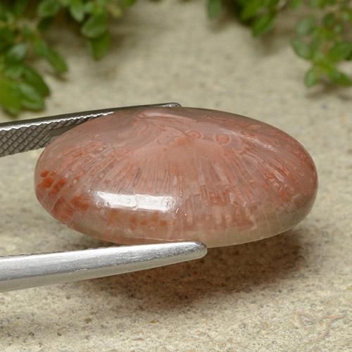 Corail Multicolore naturelle ovale, 14.86 ct, Translucide