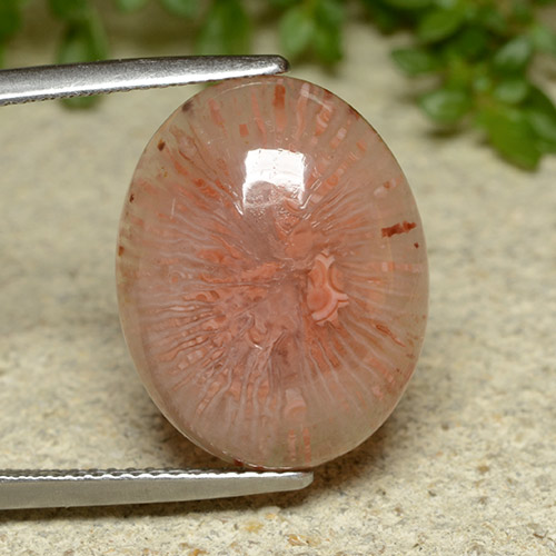 Corail Multicolore naturelle Coupe ovale, 10.65 ct, Translucide