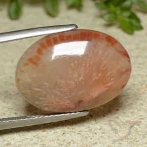Corail Multicolore naturelle ovale, 11.62 ct, Translucide