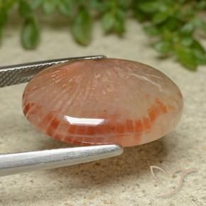 Corail Multicolore naturelle ovale, 11.62 ct, Translucide