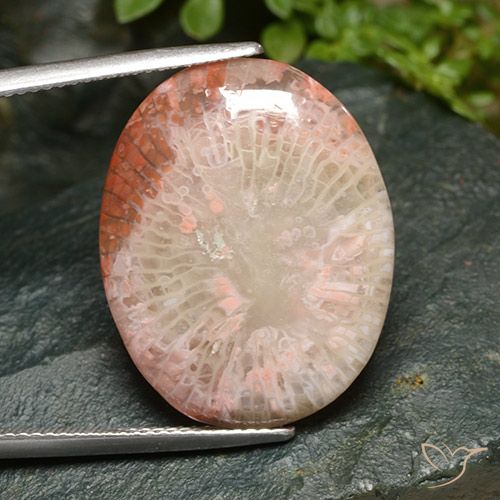 15.21ct Naturel Multicolore Corail, ovale, Translucide