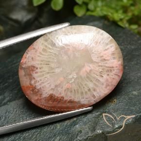 Corail Multicolore naturelle ovale, 15.21 ct, Translucide