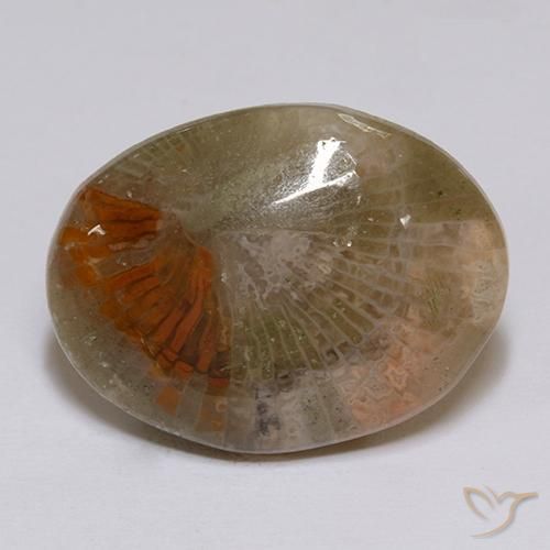 Corail Multicolore naturelle ovale, 16.14 ct, Translucide