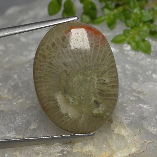 10.46ct Naturel Multicolore Corail, ovale, Translucide