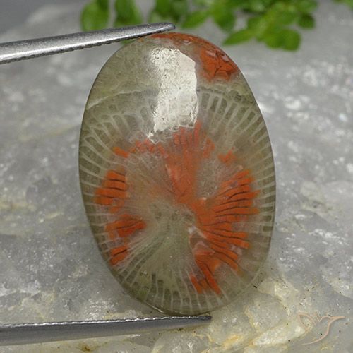 14.26ct Naturel Multicolore Corail, ovale, Translucide