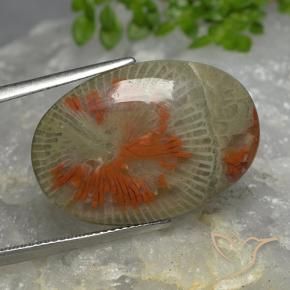 Corail Multicolore naturelle ovale, 14.26 ct, Translucide