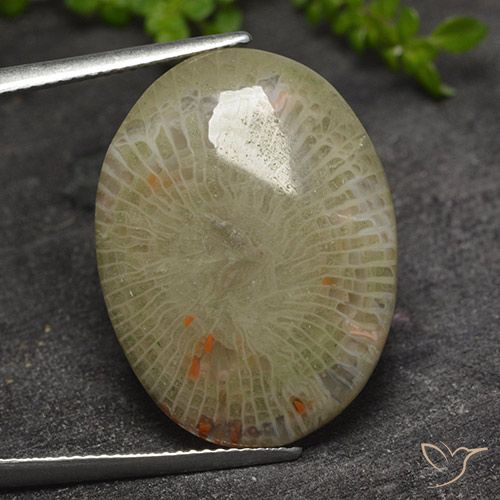 corail Multicolore naturelle ovale, 17.31 ct, Translucide