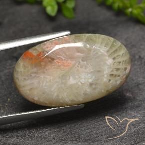 Corail Multicolore naturelle ovale, 11.82 ct, Translucide