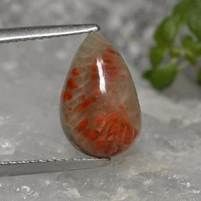 Corail multicolore naturelle en forme de poire, 2,84 ct, opaque